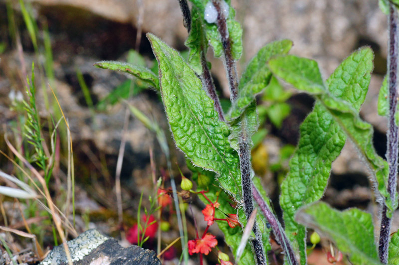 Pulicaria odora / Incensaria odorosa